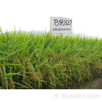 Rice Natural de alta qualidade BYOU 827